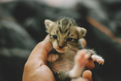 Midsection of person holding kitten