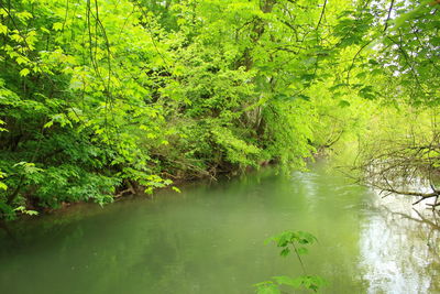 Scenic view of lake in forest