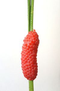 Close-up of strawberry against white background