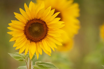 Close-up of yellow flowering plant