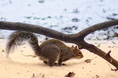 Squirrel on tree