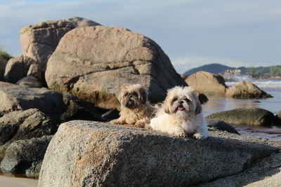 Dog lying on rock in sea