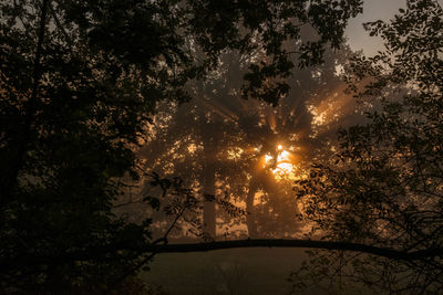 Low angle view of silhouette trees against sky during sunset