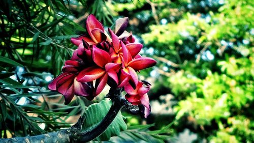 Close-up of red flowers