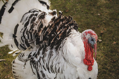 White turkey close-up 