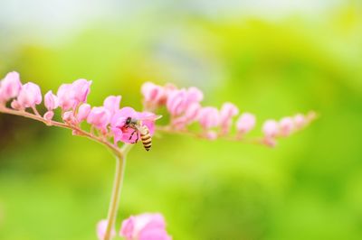 Close-up of pink flowers blooming outdoors