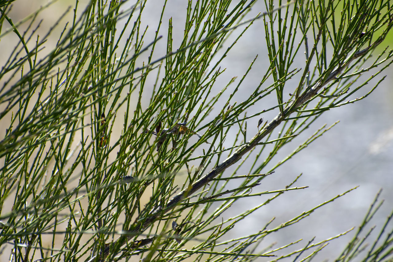 grass, plant, nature, growth, green, prairie, no people, branch, tree, flower, sky, beauty in nature, plant stem, day, meadow, outdoors, close-up, focus on foreground, tranquility, low angle view, pinaceae, coniferous tree, pine tree, leaf