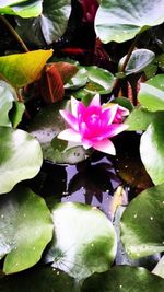 Close-up of lotus water lily