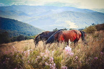 View of an animal on landscape