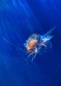 Close-up of jellyfish swimming in sea