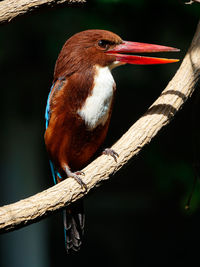 Close-up of bird perching on branch