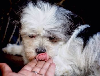 Close-up of white shih tzu licking cropped hand