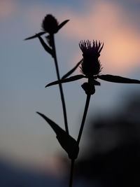 Close-up of silhouette plant against sky at sunset