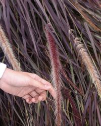 Close-up of hand holding plant