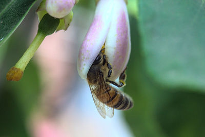 Close-up of insect on purple flower