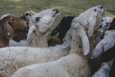 Close-up of sheep