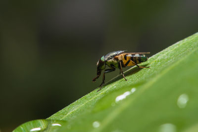 Close-up of insect on leaf