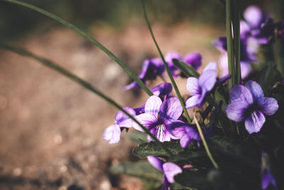 Close-up of pink crocus flowers