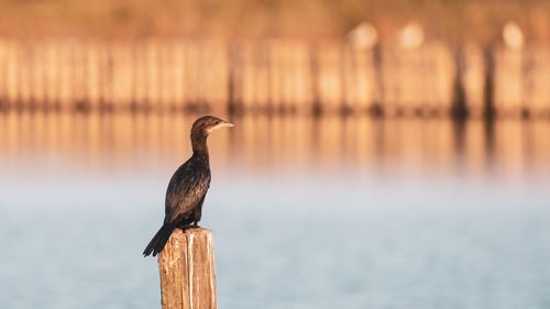 Bird perching on wooden post