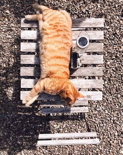 High angle view of cat on table