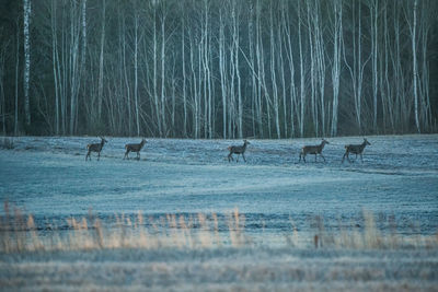 View of deer in forest during winter