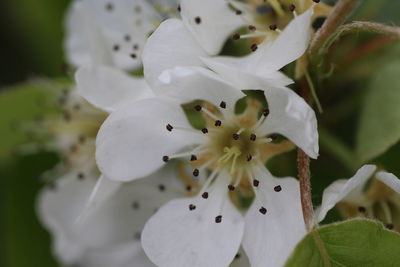 Close-up of white flower