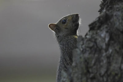 Close-up of squirrel