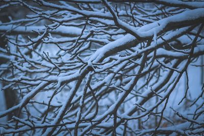 Close-up of snow covered bare tree