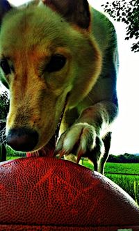 Close-up of a dog