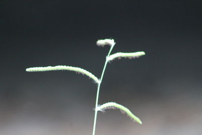 Close-up of plant against sky