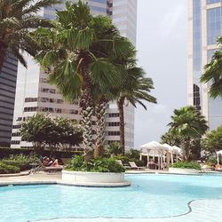 Palm trees and buildings in city