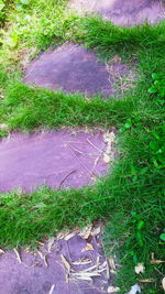 High angle view of pink flowering plants on land