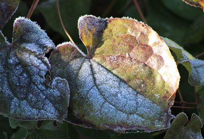 Close-up of plant