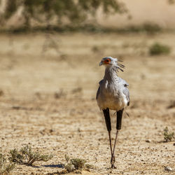 Bird standing on field