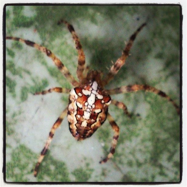 animal themes, one animal, animals in the wild, insect, wildlife, spider, close-up, focus on foreground, spider web, transfer print, nature, selective focus, auto post production filter, day, arthropod, outdoors, no people, fragility, natural pattern, plant