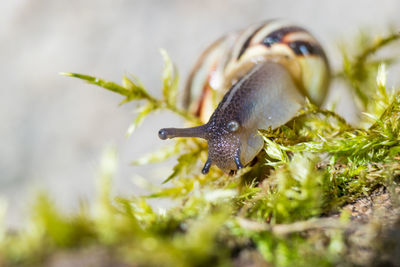 Close-up of insect