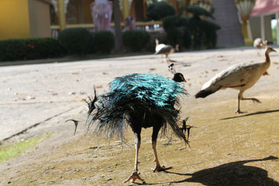 Close-up of a peacock