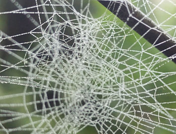 spider web