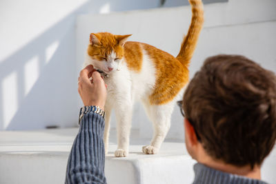 Rear view of man touching cat