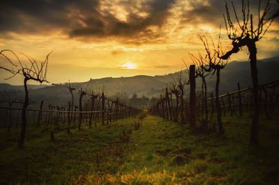 Scenic view of field against sky during sunset