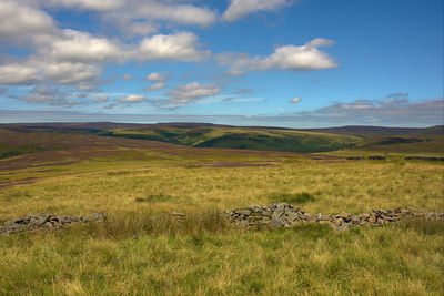 Scenic view of grassy field against sky