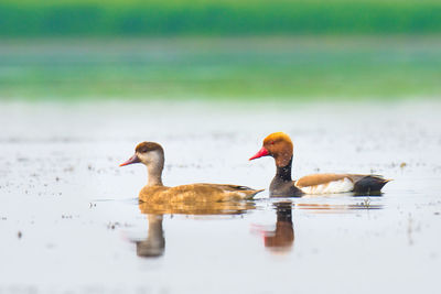 Ducks in a lake