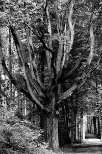 Trees in forest