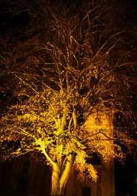 Bare tree at night