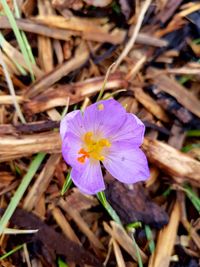 Close-up of purple crocus blooming outdoors