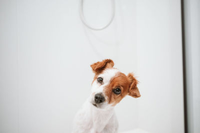 Cute jack russell dog sitting in shower ready for bath time. pets indoors at home