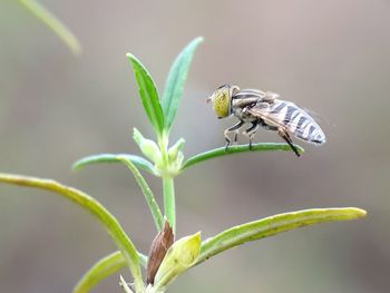 Close-up of insect on plant