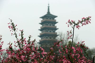 Low angle view of flowers blooming against sky