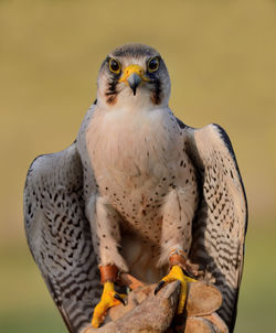 Portrait of owl perching outdoors