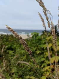 Close-up of stalks in field against sky